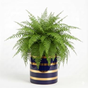 Imagem de Genérico Vaso Redondo para Plantas, Uso Interno, Tamanho P, Branco, Cerâmica, Acabamento Liso, Formato Redondo, Montagem no Chão, Vaso de Planta, 11x12x7 cm