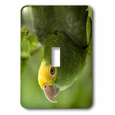 Imagem de 3dRose LLC lsp_85626_1 Papagaio amazona, pássaro tropical, Belize Sa02 Pox0118 Pete Oxford interruptor único