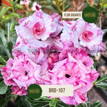 Imagem de Enxerto rosa do deserto de flor grande brd107 - UNIFLORA