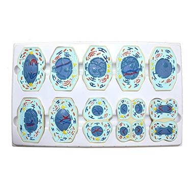 Imagem de Meiose Conjunto com 10 peças Modelo Anatômico