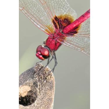 Imagem de Cute Little Insect 2022 Day Planner Diary: With 350 Pages and Multiple Sections (5.5 x 8.5)