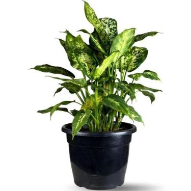 Imagem de Muda De Comigo Ninguém Pode 40cm Planta Decorativa Natural - Velling H
