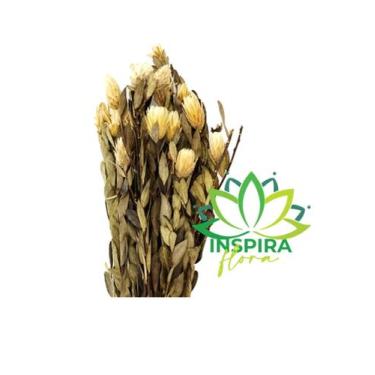 Imagem de Buque Folhagem Flor Marapoamba Desidrata Seca Envelhecida Arranjo Deco