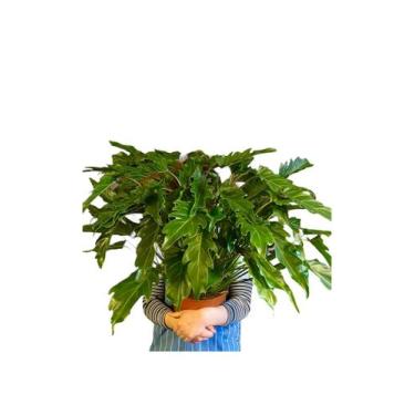 Imagem de Philodendron Xanadú Gigante Adulta Com Vaso Ornamental - green house