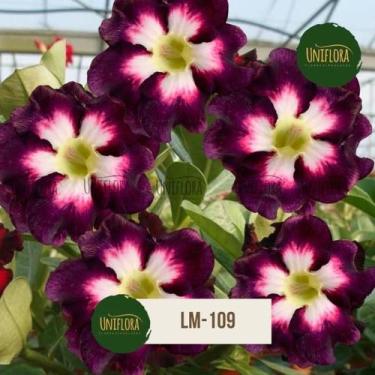 Imagem de Planta Rosa do Deserto DOBRADA ROXA E BRANCA LM109 - UNIFLORA