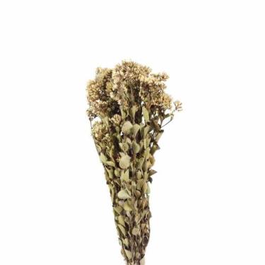 Imagem de Chuvisco Natural Desidratado - Pense Flores