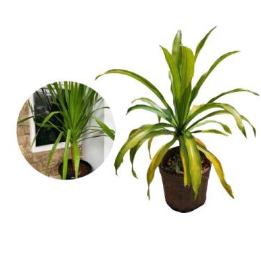 Imagem de Muda de Dracena Arborea 20 a 40cm AMK - Plantas Online - AMK Jardinage