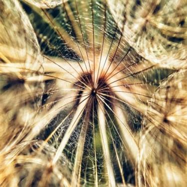 Imagem de Quadro Decorativo Estampa Close Palm Tree Arte em Canvas para Sala Quarto Escritório 30x30cm