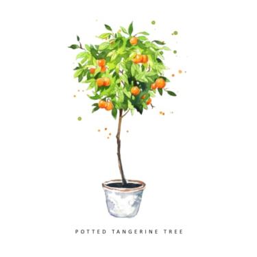 Imagem de Potted tangerine tree Notebook: Notebook, Journal, Planner, Logbook, Daily Notes, 8.5x11 Wide Ruled Lined 110 Pages, Perfect for Women, Girls, Teens, Ladies, Bosses, Mentors and Friends