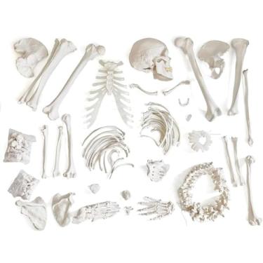 Imagem de Disarticulated Human Skeleton Model for Anatomy 67 inch High, Full Size Skeleton Models with Skull, Spine, Bones, Articulated Hand & Foot, for Anatomy Learning,Education