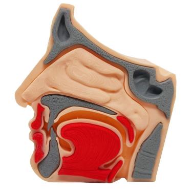Imagem de Anatomia Nasal Modelo 3d Otorrino Garganta Epiglote Concha Boca