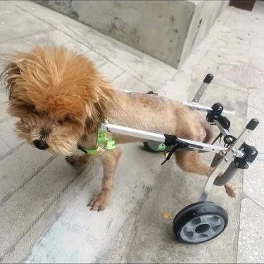 Imagem de Cadeira de rodas para cães All-Terrain para pernas traseiras - Auxílio de mobilidade de 2 rodas para cães, suporte de perna ajustável para suporte de quadril, ajudante de atividade leve para animais