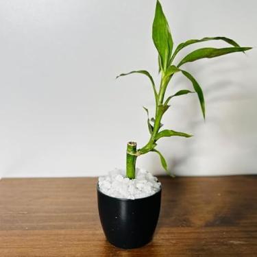Imagem de Bamboo da Sorte com Vaso Decorativo Planta Feng Shui Prosperidade e Energia Positiva para Sala, Escritório Ideal para Moradores e Profissionais da Decoração Interior(1,Preto)