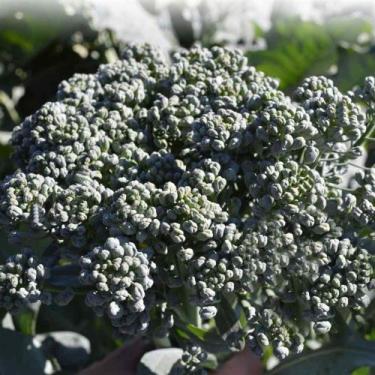 Imagem de Brocolis  Seattle Hibrido - 160mg / 40 Sementes - Feltrin