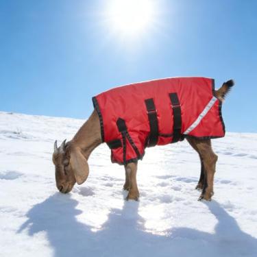 Imagem de Cobertor de inverno de cabra, jaqueta de cabra quente e espessa, impermeável, com envoltório de barriga ajustável para clima frio para cabras, ovelhas, bezerros, animais de estimação e gado (vermelho