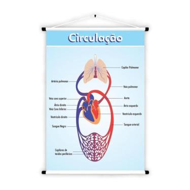Imagem de Banner Educativo em Lona Sistema Circulatório 70x55cm - Core Decore