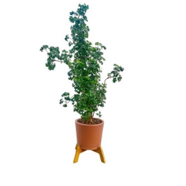 Imagem de Suporte Para Vaso De Plantas Fixo Reforçado Pequeno - JM Garden