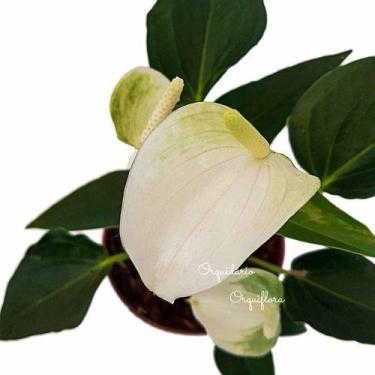 Imagem de Mini Antúrio Alba Planta Natural Adulta Com Vaso - no brand