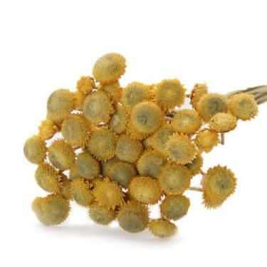 Imagem de Planta Seca Botão Dourado Desidratado Roxo - Pense Flores