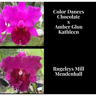 Imagem de Orquídea Color Dances Chocolate X Rugeleys Mill (3227) - Fabricação Pr