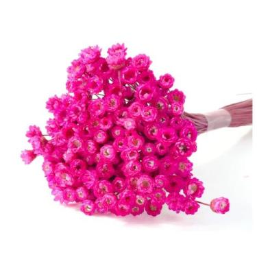 Imagem de Planta Seca Sempre Viva Pink 30cm - Pense Flores