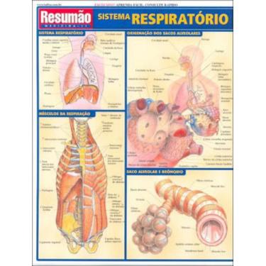 Imagem de Sistema respiratório - RESUMAO