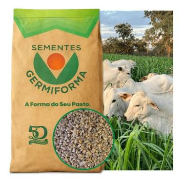 Imagem de Sementes Capim Piatã BRS 10kg Urochloa Brizantha Pastagem Feno e Silag
