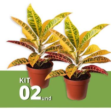 Imagem de Kit 2 Muda de Cróton Petra Pote 14 Planta Colorida 40cm - Verde Garden