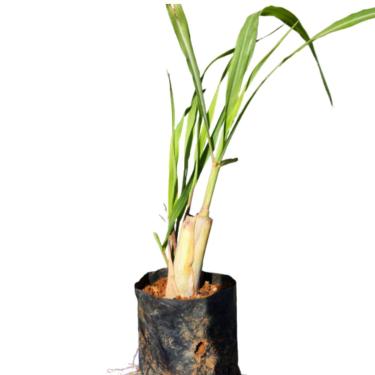 Imagem de Muda Citronela Planta Contra Mosquitos Insetos Com Manual