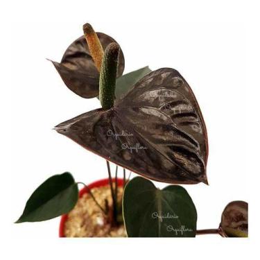 Imagem de Mini Anturio Negro Muda Jovem Florida Planta Natural No Vaso - Orquifl