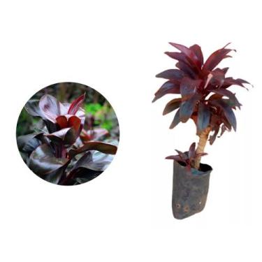 Imagem de Muda de Dracena Baby Chocolate 20 a 40cm AMK - Plantas Online - Genéri
