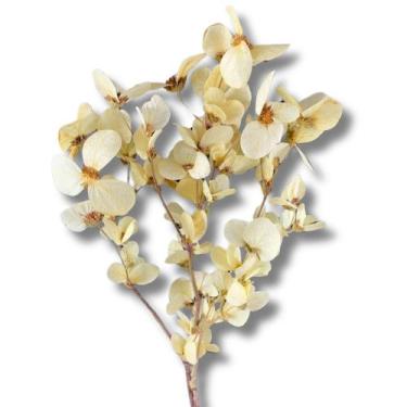 Imagem de Buquê De Folha No Galho Libélula Redonda - Flora Full