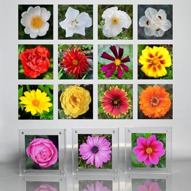 Imagem de Moving Truths Coleção de flores em miniimpressão para decoração de mesa, mesa ou prateleira – desenhos florais de 38 x 7 cm com 3 molduras acrílicas de 10 x 10 cm (fundos verdes)