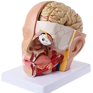 Imagem de Modelo de artéria cerebral anatomia humana cabeça crânio cérebro artéria cerebral modelo anatômico para ensino