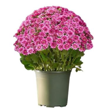 Imagem de Fake Mums, pacote com 10 flores artificiais resistentes a UV, plantas realistas, decoração de para sala de estar, quarto, mesa, peitoril da janela, , entrada, jardim, quintal