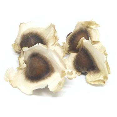 Imagem de 1.000 Sementes de Moringa Oleifera Muitos Benefícios Para Plantio e Mudas