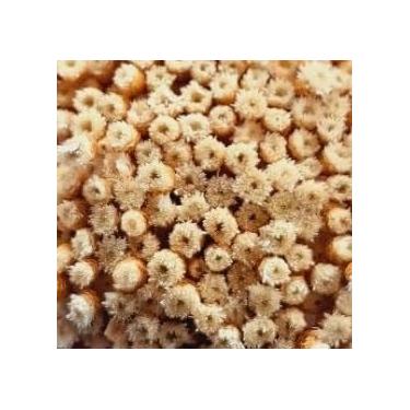 Imagem de Flor Sempre Viva Branca I Kit com ate 1.200 Flores Secas, Buquês, Decoração de Casamento e Eventos - Beleza Natural Eterna(BotãoJazida,2buquês)