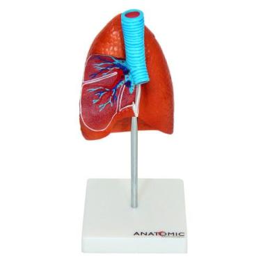 Imagem de Pulmão Humano com Traqueia e Placa Explicativa, Anatomia - ANATOMIC