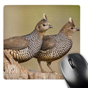 Imagem de 3dRose Mouse pad LLC 20,3 x 20,3 x 0,63 cm, pincel de pássaro codorna escalada Country of South Texas Larry Ditto (mp_94469_1)