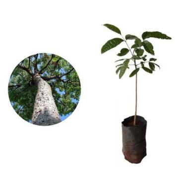 Imagem de Muda de Mogno Africano 20 a 40cm AMK - Plantas Online - AMK Jardinagem