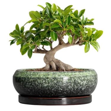 Imagem de EPFamily Vasos de bonsai de cerâmica, vaso de 25 cm com orifícios de drenagem e pires, verde
