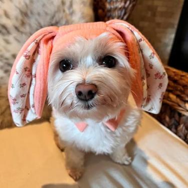 Imagem de Orelhas silenciosas de coelho para cães e gatos - Chapéus de malha para cães com proteção contra ruído e calor - chapéu de inverno e envoltório de cabeça - Fantasia de coelho (rosa, pequeno)