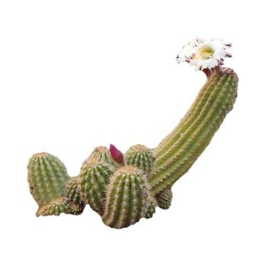 Imagem de Calendário De Parede Engraçado Cactus 2026, 12 Meses, Decoração Para C