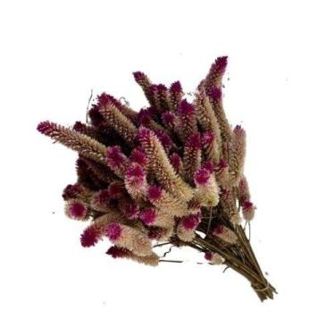 Imagem de Buque Maço Celosia Rabo de Gato  - Flores Desidratadas - Pratico Desid