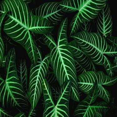 Imagem de Quadro Decorativo Nature View Folhas Tropicais Verde para Parede Sala Quarto Escritório 40x40cm