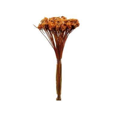 Imagem de Ceboão Laranja Desidratado - Pense Flores