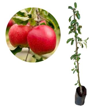 Imagem de Muda De Maça Ana Enxertada - Prestes A Produzir