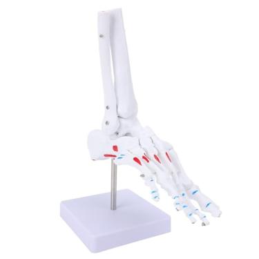 Imagem de Ymiko Material de Ensino de Esqueleto do PVC Exposição do Modelo Humano Junção do pé Em Tamanho Real