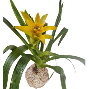 Imagem de Kokedama Bromélia guzmania amarela de pendurar exótica - quintaldobons