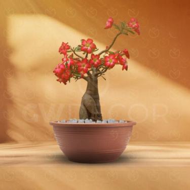 Imagem de Kit 15 Vasos Plástico Redondo Para Rosa Do Deserto 6 Litros Flores Pla